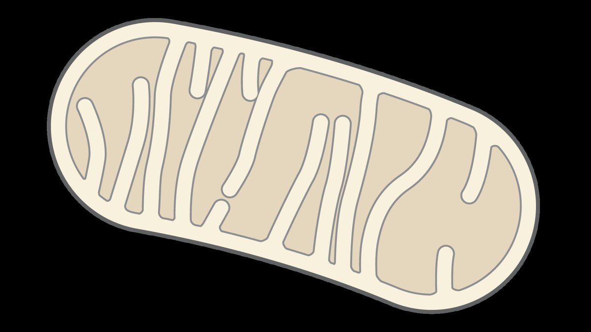 Illustration of a mitochondrion, the cell's power plant and the source of the low controlled reactive oxygen that trains cells through mitohormesis, studied by Panacea Bio Chem and Bogdan Dicoias